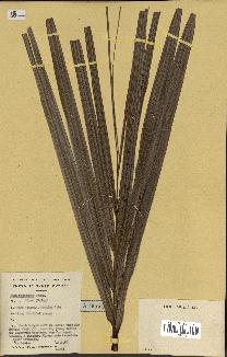 spécimen de Nypa fruticans