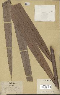 spécimen de Nypa fruticans