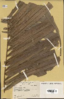 spécimen de Elaeis guineensis
