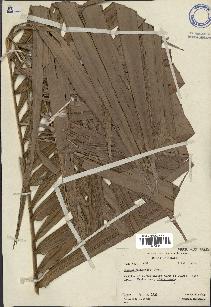 spécimen de Elaeis guineensis