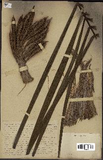 spécimen de Elaeis guineensis