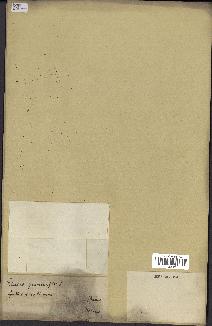 spécimen de Elaeis guineensis