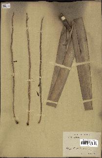 spécimen de Attalea osmantha