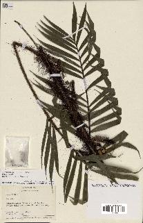 spécimen de Bactris sp.