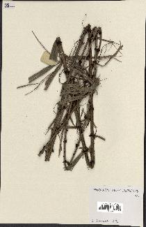 spécimen de Calamus sp.