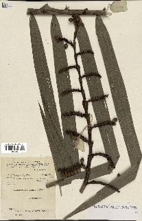 spécimen de Calamus sp.