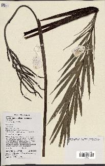 spécimen de Dypsis linearis