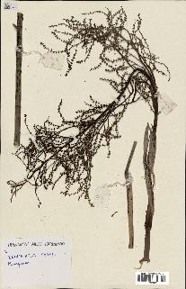 spécimen de Dypsis scottiana