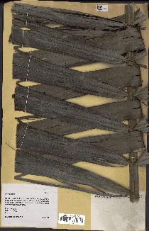 spécimen de Phytelephas sp.