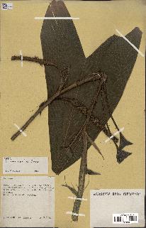 spécimen de Geonoma piscicauda