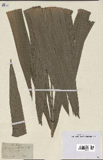 spécimen de Calamus longisetus