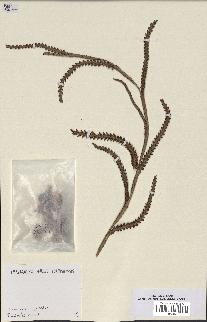 spécimen de Calamus longisetus
