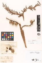 spécimen de Calamus rudentum
