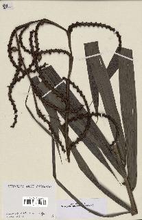 spécimen de Calamus rudentum