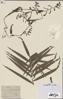 spécimen de Calamus sp.