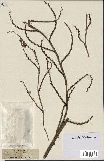 spécimen de Calamus sp.