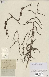 spécimen de Calamus sp.