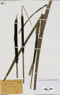 spécimen de Typha latifolia