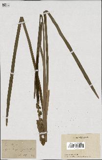 spécimen de Typha latifolia