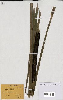 spécimen de Typha latifolia