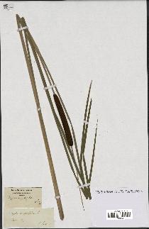 spécimen de Typha angustifolia