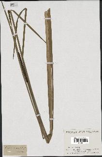 spécimen de Typha angustifolia