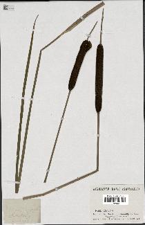 spécimen de Typha angustifolia