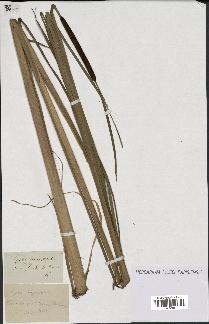 spécimen de Typha angustifolia