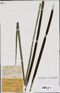 spécimen de Typha angustifolia