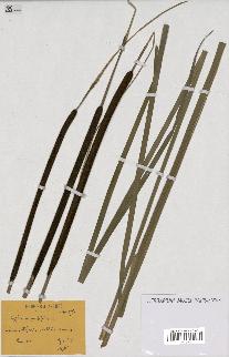 spécimen de Typha angustifolia