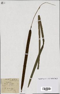 spécimen de Typha angustifolia