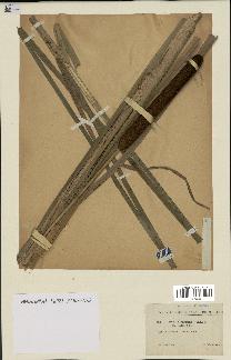 spécimen de Typha angustifolia