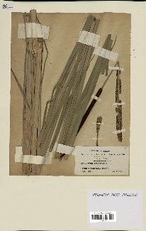 spécimen de Typha angustifolia