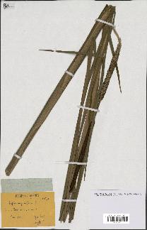 spécimen de Typha angustifolia