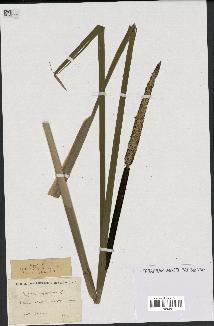 spécimen de Typha angustifolia