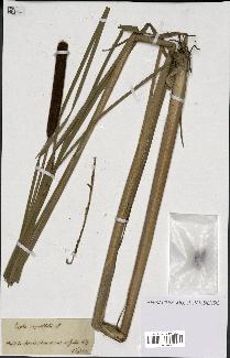 spécimen de Typha angustifolia