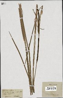 spécimen de Typha angustifolia