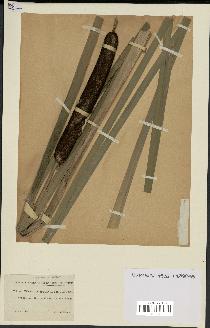 spécimen de Typha latifolia