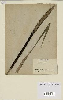 spécimen de Typha latifolia
