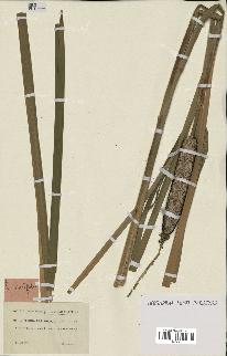 spécimen de Typha latifolia