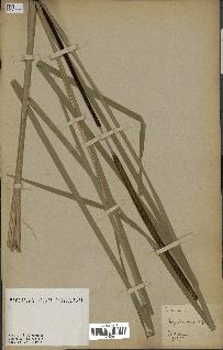 spécimen de Typha angustifolia