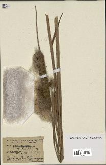 spécimen de Typha angustifolia