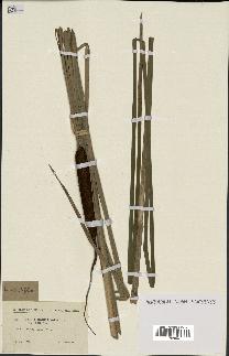 spécimen de Typha angustifolia