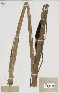 spécimen de Typha angustifolia