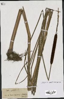 spécimen de Typha angustifolia