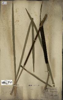 spécimen de Typha latifolia