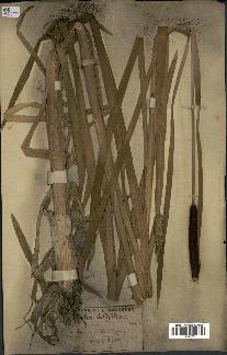 spécimen de Typha latifolia