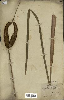 spécimen de Typha latifolia
