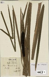 spécimen de Typha latifolia