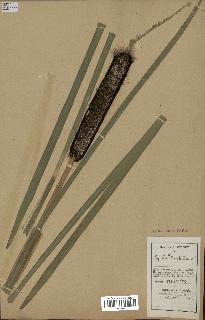 spécimen de Typha latifolia
